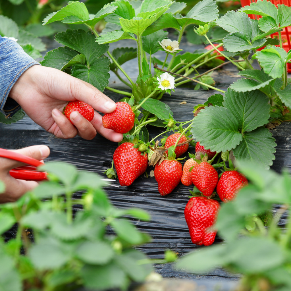 Picking Fresh Strawberries