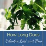 How to Dry Fresh Basil: 4 Simple Ways