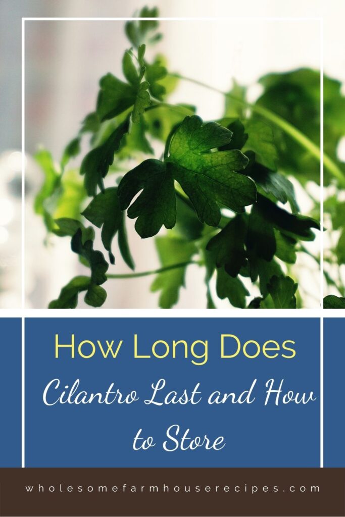 How Long Does Cilantro Last and How to Store