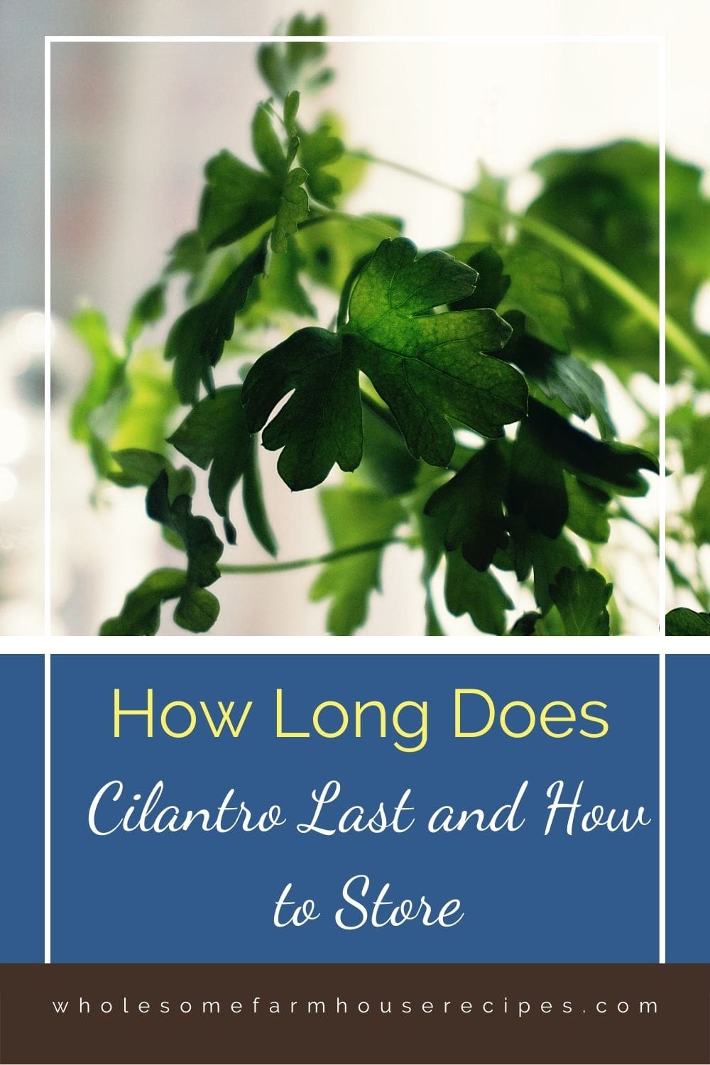 How Long Does Cilantro Last and How to Store Wholesome Farmhouse Recipes