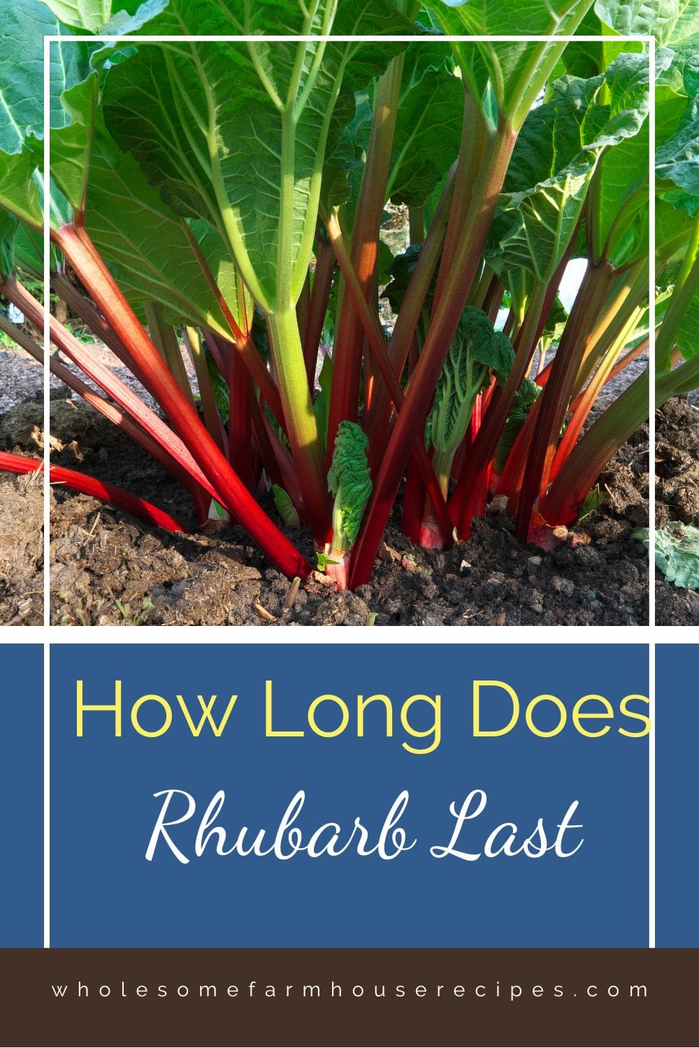 How Long Does Rhubarb Last (Tips for Storing) - Wholesome Farmhouse Recipes