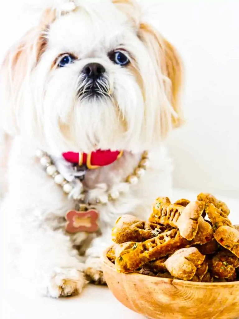 Sassy-sitting-with-a-wooden-bowl-of-homemade-dog-treats