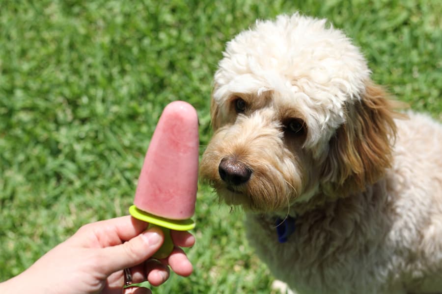 dogpopsicles