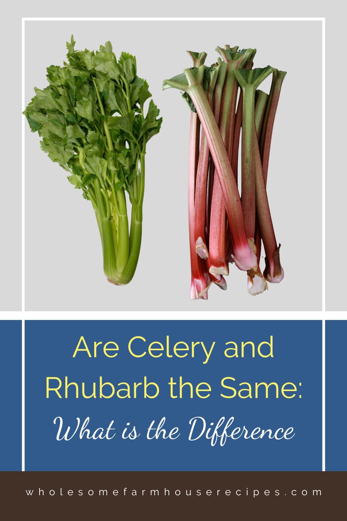 Are Celery and Rhubarb the Same What is the Difference