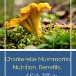 Oyster Mushrooms: Nutrition, Benefits, and Side Effects