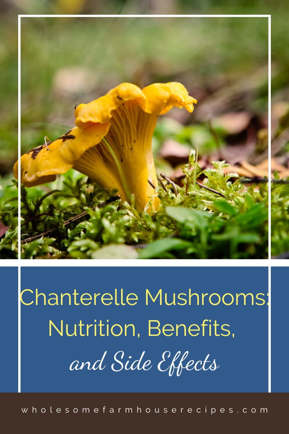 Chanterelle Mushrooms Nutrition, Benefits, and Side Effects