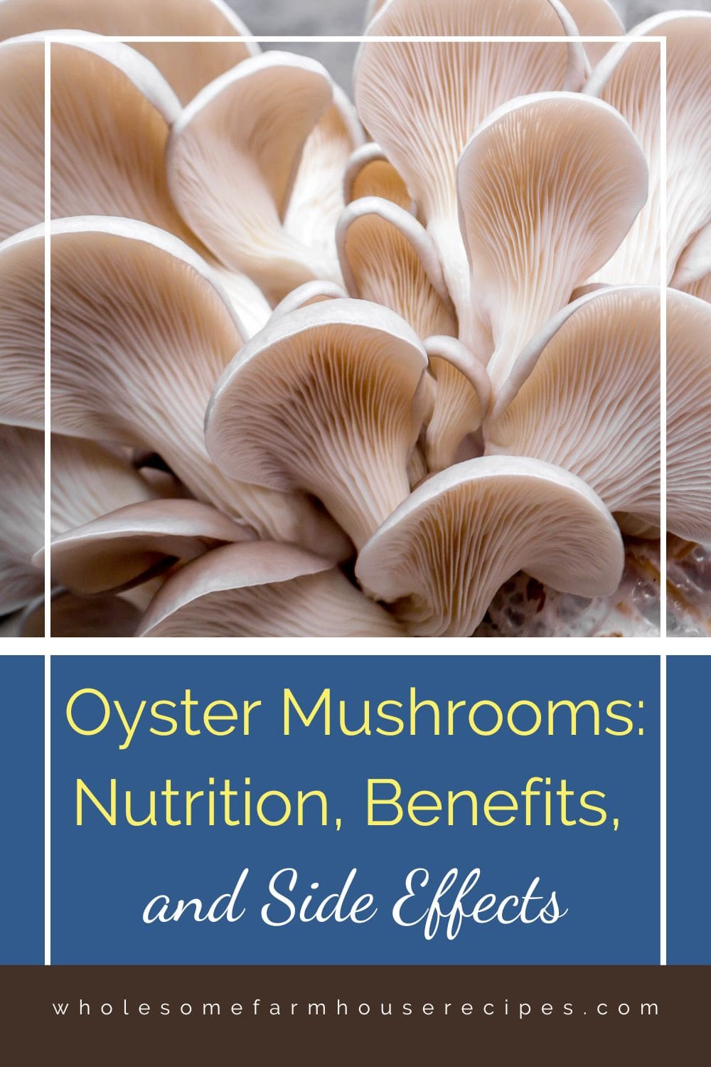 Oyster Mushrooms Nutrition, Benefits, and Side Effects