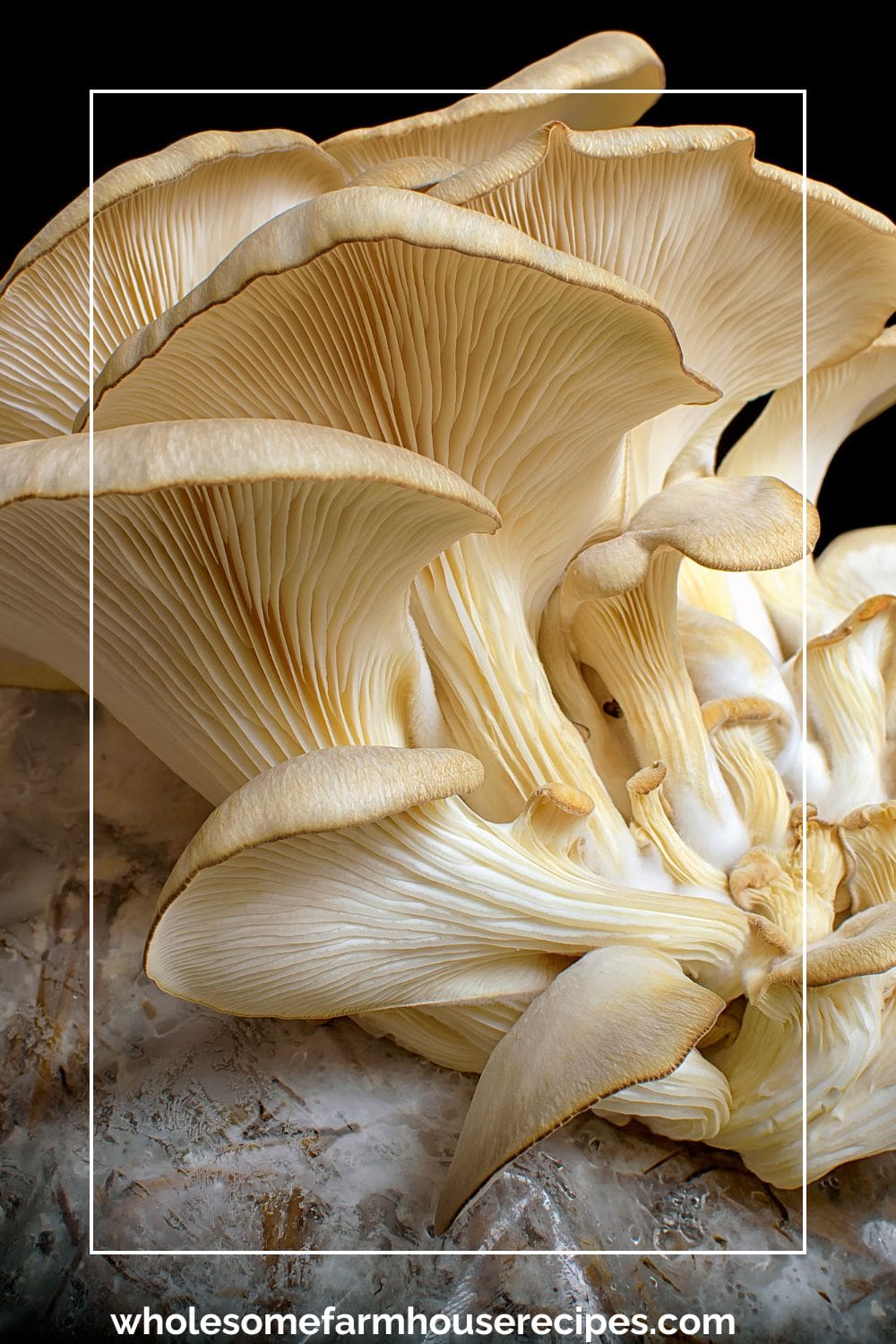 Oyster Mushrooms