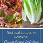 Heartwarming Korean Tofu Soup Recipe: A Taste of Tradition