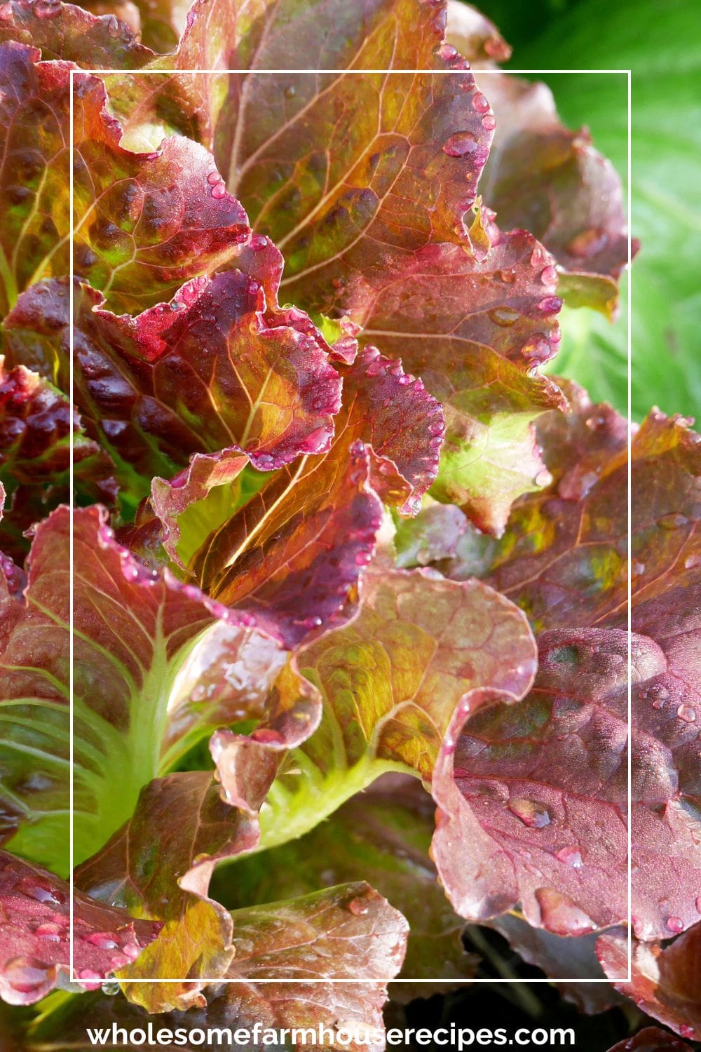 Red Leaf Lettuce