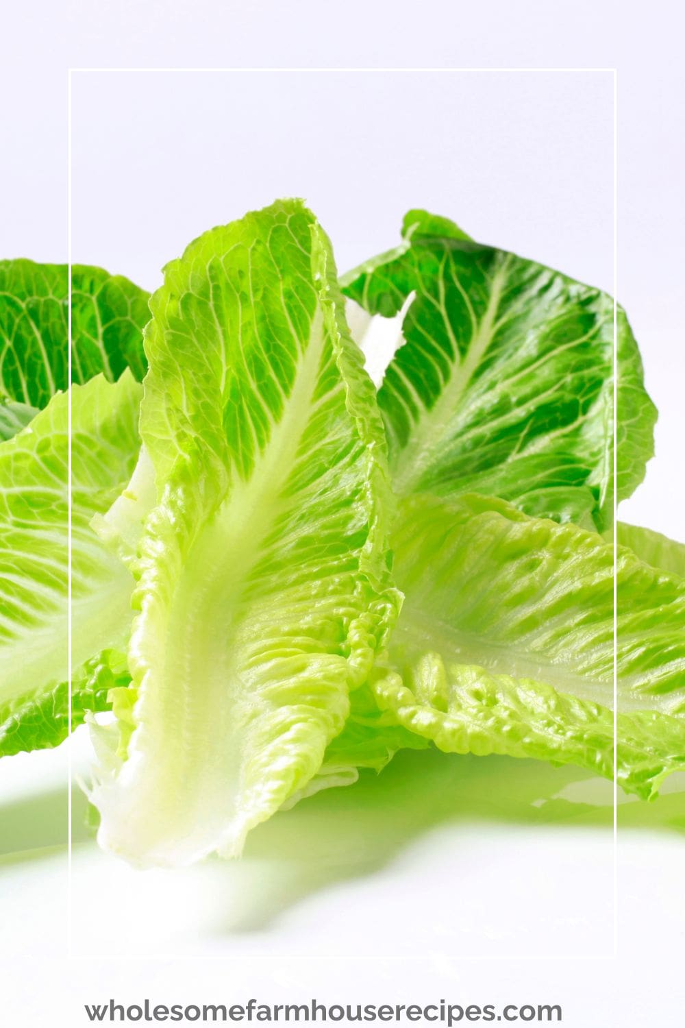 Romaine Lettuce